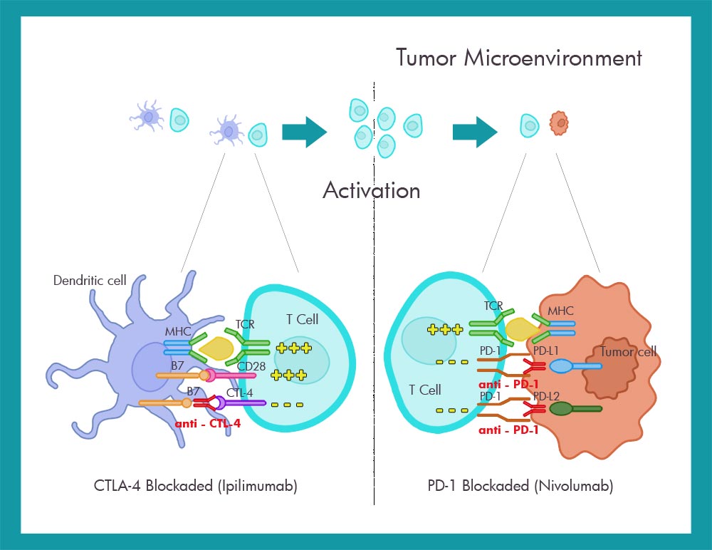 Immunotherapy blocking