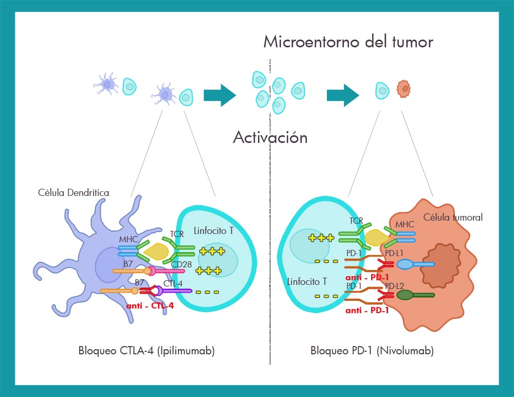 Bloqueo inmunoterapia