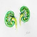 Dibujo HC Kidneys