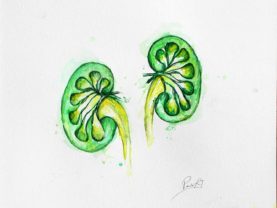 Dibujo HC Kidneys