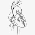 Heart ecocardiografía