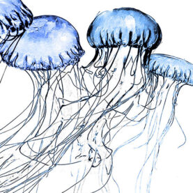 Jellyfish, the dreaded summer swimmin...