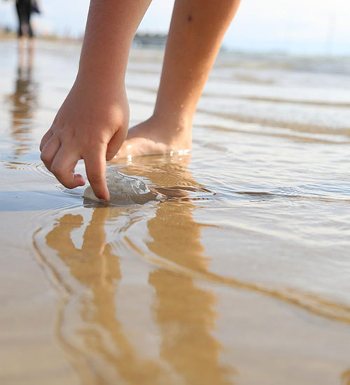 medusas en la playa