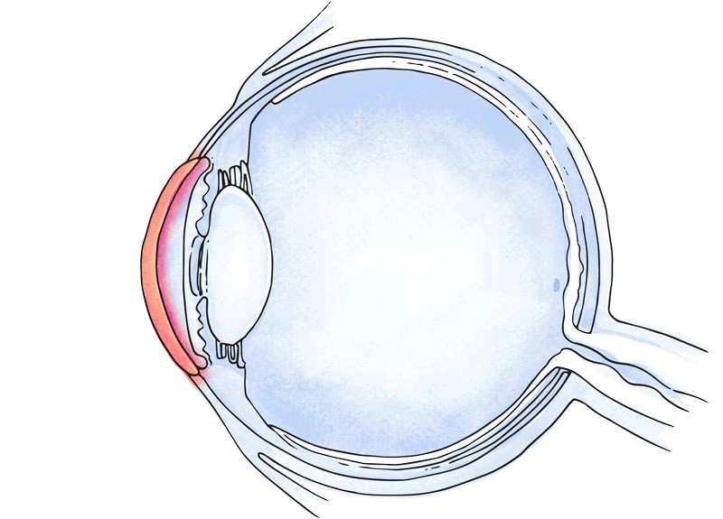 Ojo
